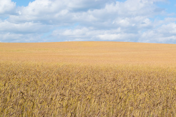 Russian grain field background