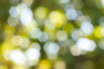 Obraz premium beautiful bokeh abstract natural blur background, defocused leav