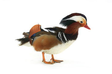 male mandarin duck