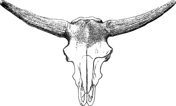 Vintage image bull skull
