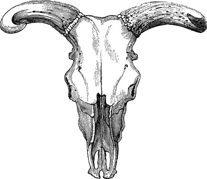 Vintage image bull skull