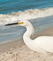 Snowy egret at a tropical beach shoreline looking for next meal