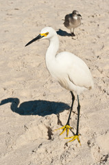 Snowy egret on a tropical, sandy beach  with a seagull on a sunny day