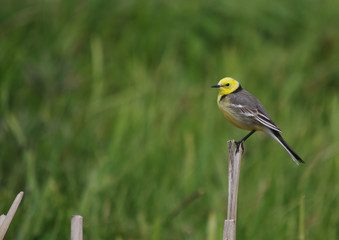 Citrine Wagtail - Motacilla citreola