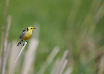 Citrine Wagtail - Motacilla citreola