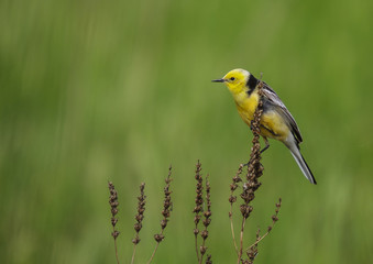 Citrine Wagtail - Motacilla citreola