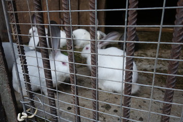 Rabbits