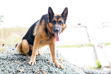 Dog german shepherd in the forest