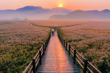 Wooden bridge Sunrise landscape at Suncheon bay Korea