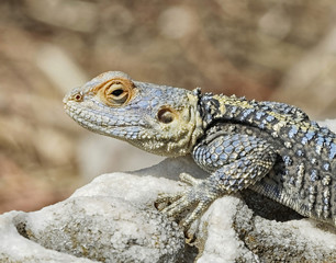 Fototapeta premium Lizard
