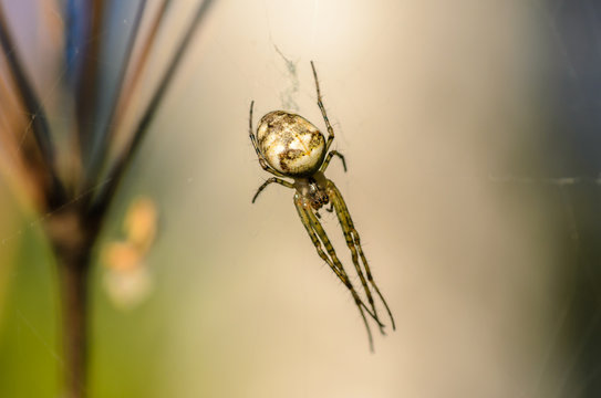 Forest spider in the center of its web
