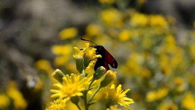 Farfalla su un fiore