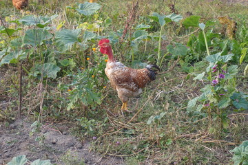 Free range chickens on a lawn pecking the ground