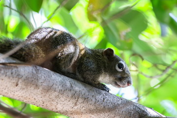 Squirrel sitting on the tree