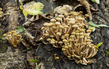 Armillaria mellea Honey Fungus
