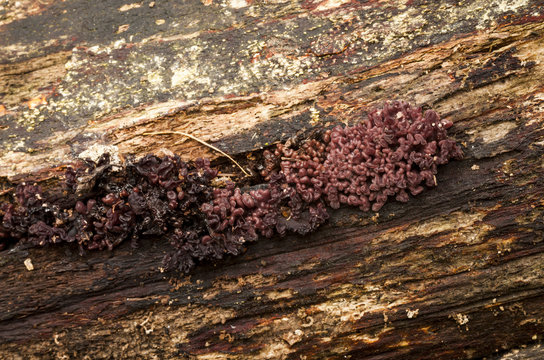 Asocoryne sarcoides non hymenial stage Purple jellydisk Fungi.