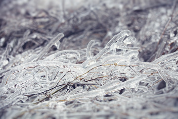Branches in ice after frost rain