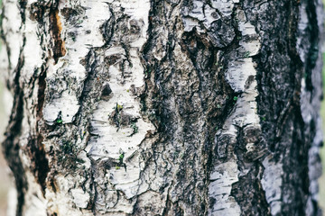 Texture Of Bark Old Birch Tree, Close Up. Copy space