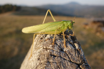 Locust close-up