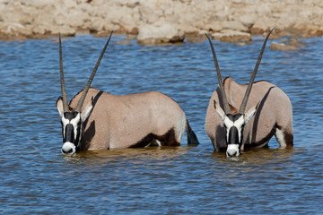 Gemsbok antelopes (Oryx gazella) wading in water, Etosha National Park, Namibia.