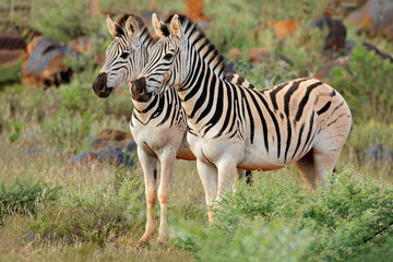 Obraz na płótnie Canvas Two plains (Burchells) zebras (Equus burchelli) in natural habitat, South Africa.