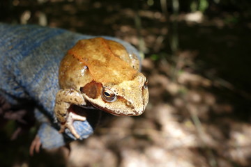 Toad