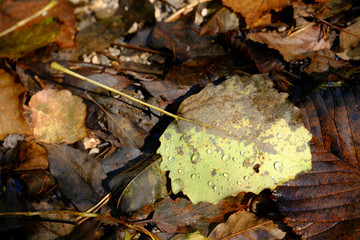 Fallen leaf with raindrops