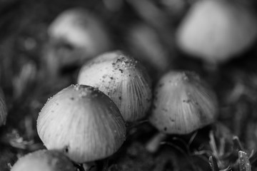 In a dark corner of the backyard.