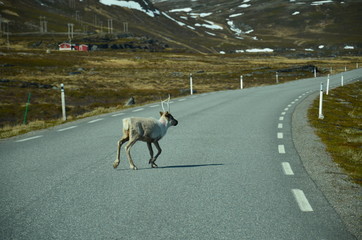Norwegia © Marzena