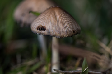 In a dark corner of the backyard.