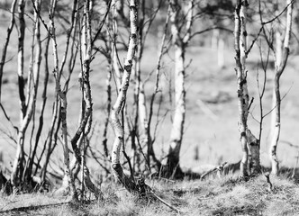 Norway birch forest bokeh background in black and white