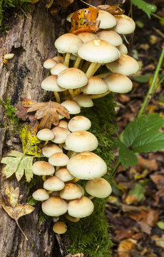 Hypholoma fasciculare Sulphur Tuft Fungi