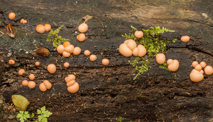 Hypoxylon fragiforme Beech Woodwart fungi.