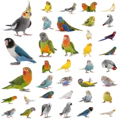 Zelfklevend behang Papegaai group of parrots