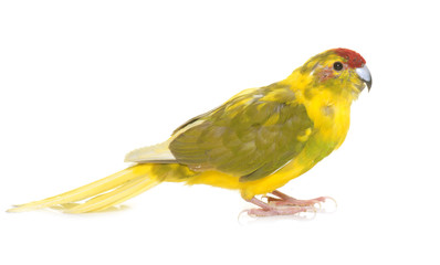  Red-fronted Kakariki parakeet