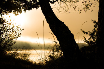 Tree in front of a lake with mist at sunset