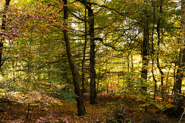 Woodland scene with yellow and brown autumn leaves
