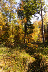 Woodland scene with yellow and brown autumn leaves