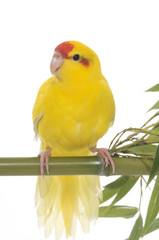  Red-fronted Kakariki parakeet