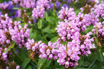 Prunella grandiflora Bella Tiefrosa little purple flowers