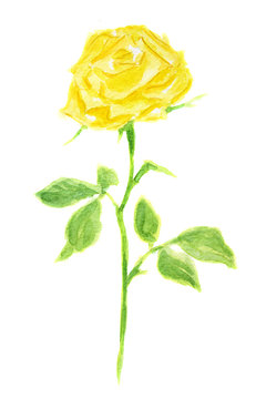 Isolated watercolor yellow rose on white background. Beautiful and gentle flower. Romantic decoration.