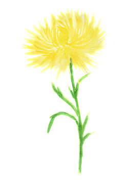 Isolated watercolor dandelion on white background. Elegant and gentle romantic flower.