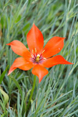 Red tulip on green grass background