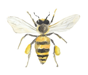 Isolated watercolor bee on white background. Dangerous insect.