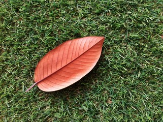 dry leaf on greensward