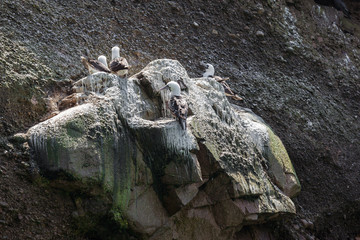 gulls on a rock