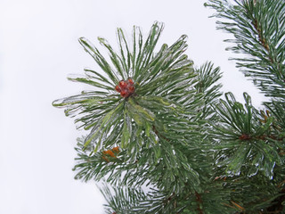 Spruce after the ice storm.