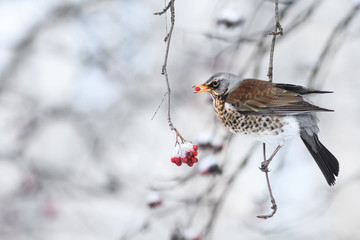 bird Blackbird sitting in the Park in the winter and eats frozen fruits red Rowan