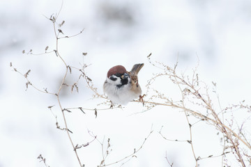 beautiful little bird sitting on a branch of wormwood in the snow