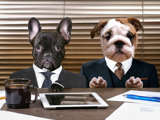 Business dogs in suits at work behind the office table. The concept of manager and subordinate, different characters, office workers